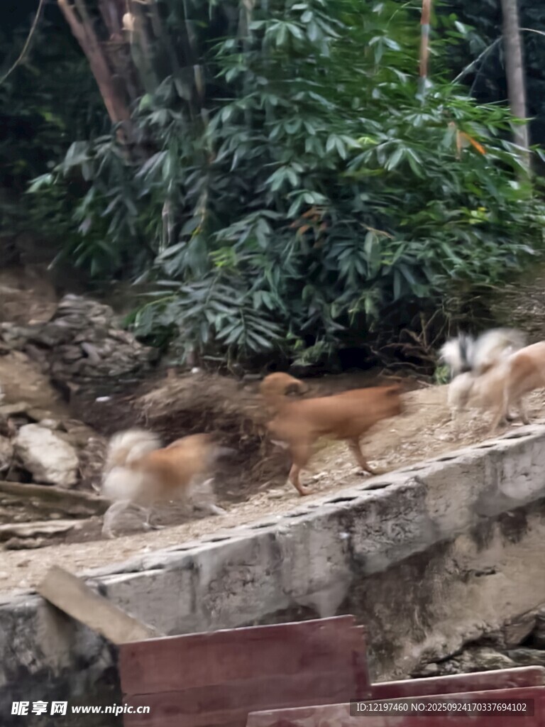 岩石上休憩的几只猫咪