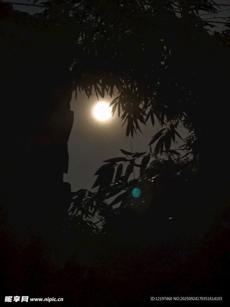 林间月光穿枝叶洒落