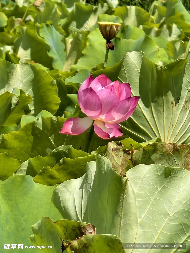 娇艳荷花绽放于绿叶间