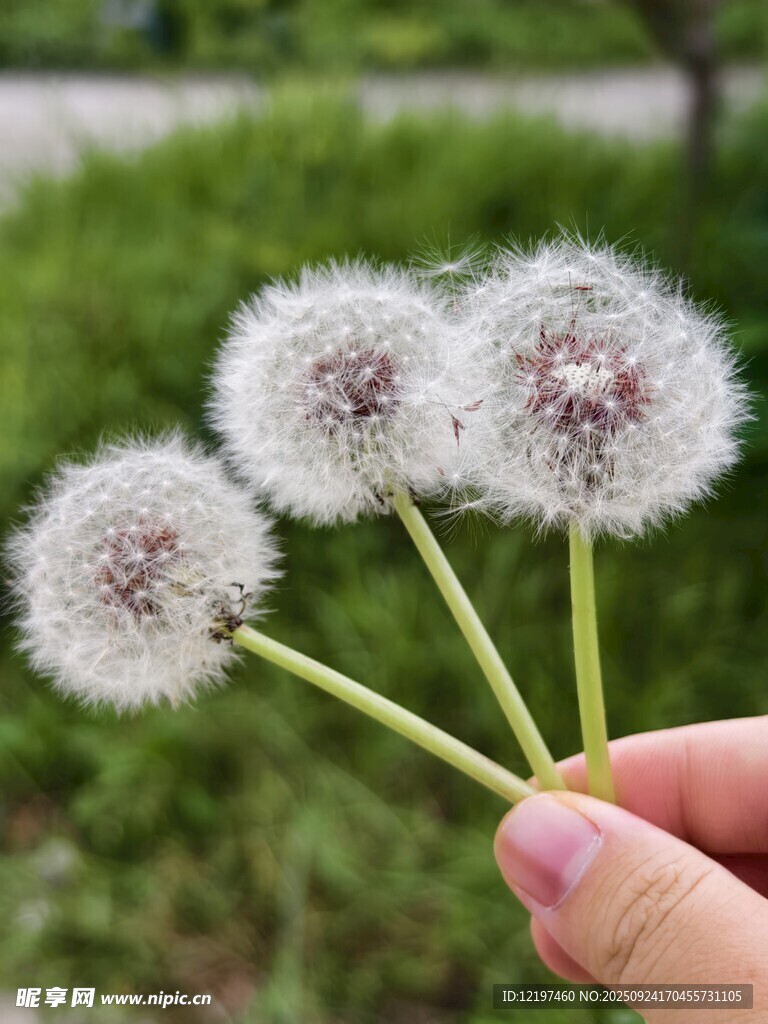 手捧蒲公英邂逅自然之美