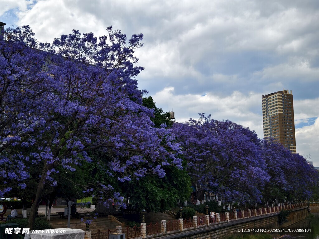 蓝花楹盛开的美丽景致