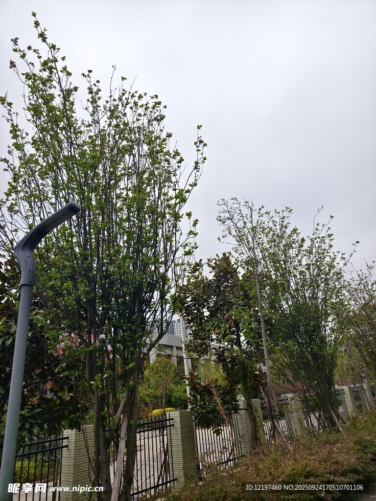 户外绿树与路灯景观