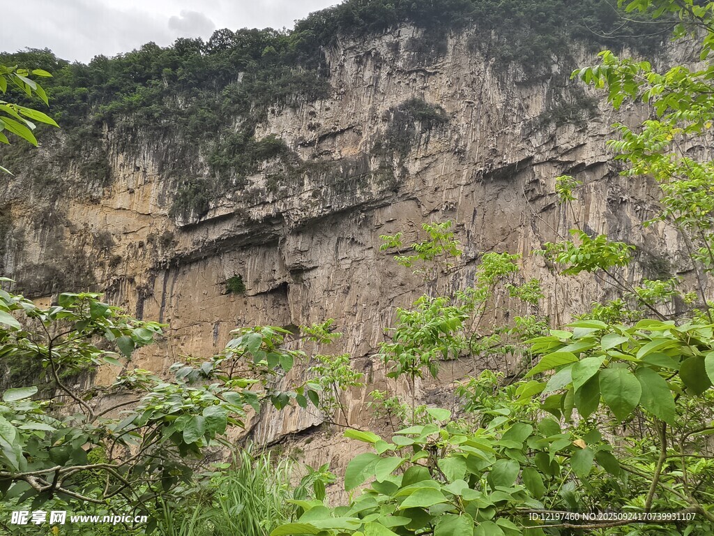 陡峭山崖边的繁茂绿植