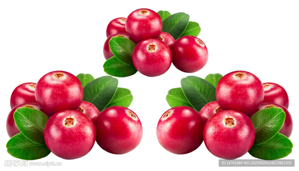 新鲜蔓越莓