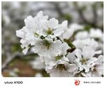 洁白绽放的美丽樱花