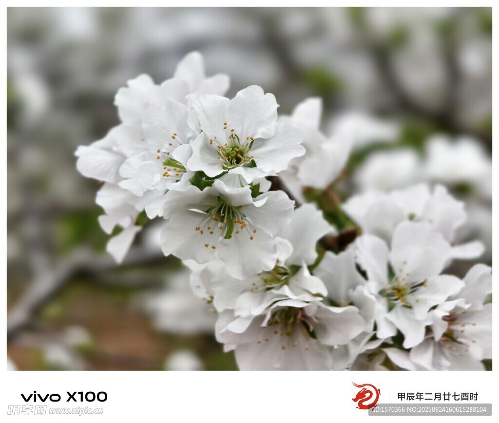 洁白绽放的美丽樱花