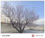 墙边绽放的光秃杏花树