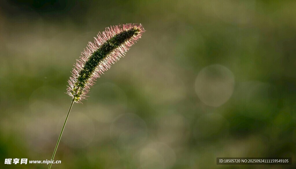 一株狗尾巴草特写