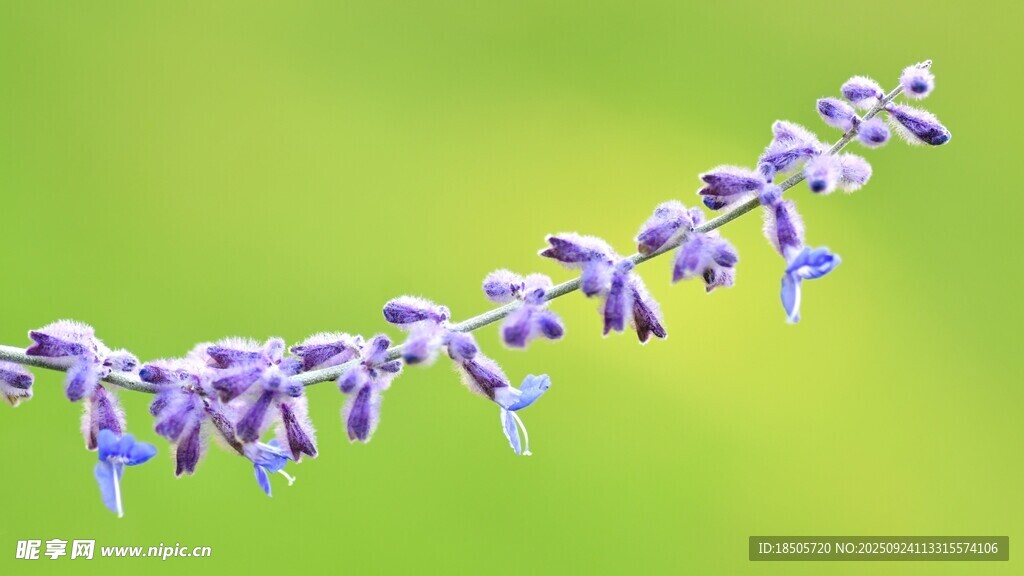 紫色花串特写