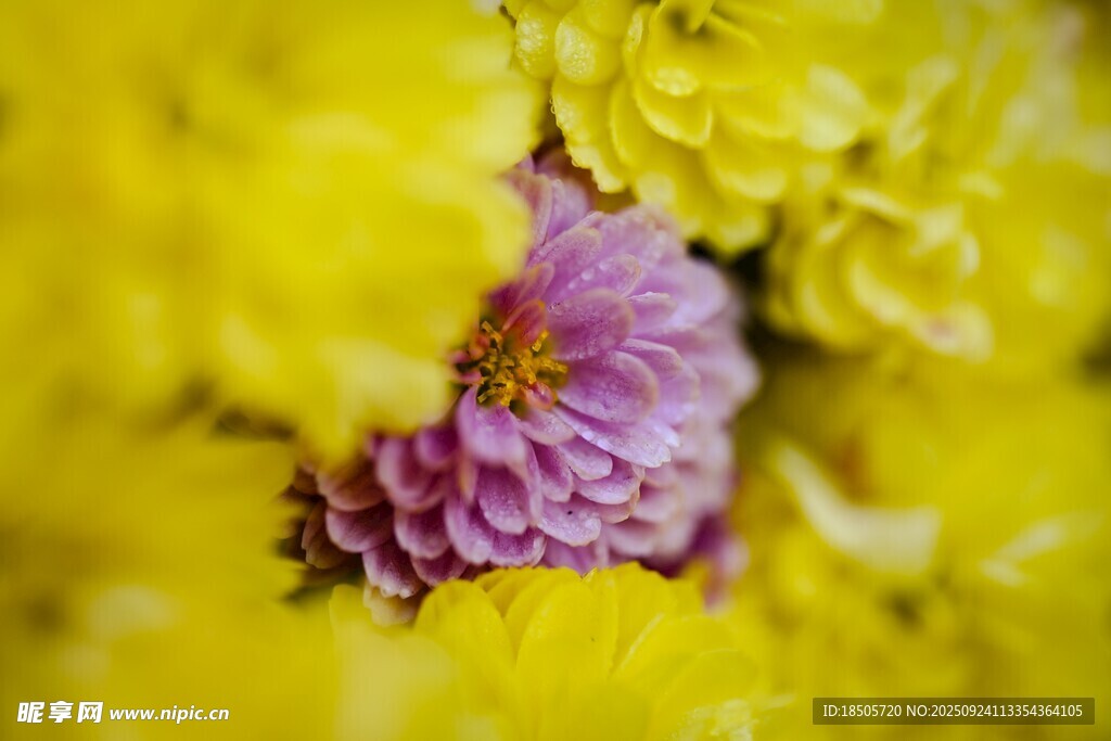 黄紫菊花相映成趣