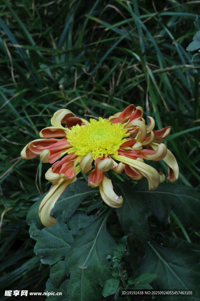 菊花  