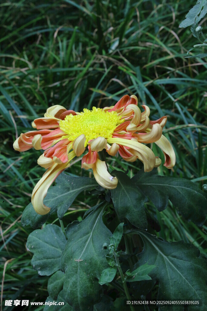 菊花  