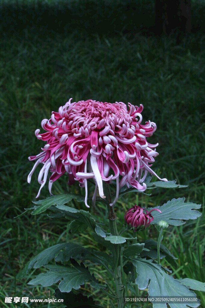 菊花 