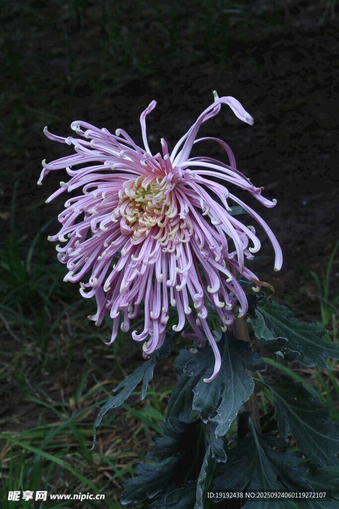 菊花 