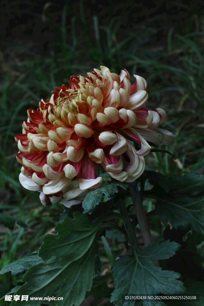 菊花  