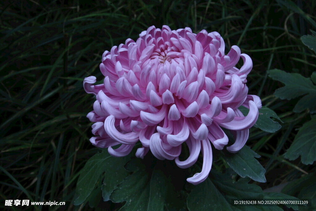 菊花  