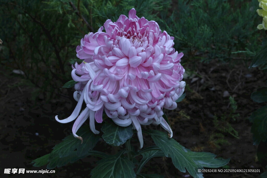 菊花  