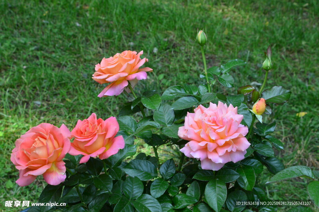 月季花 