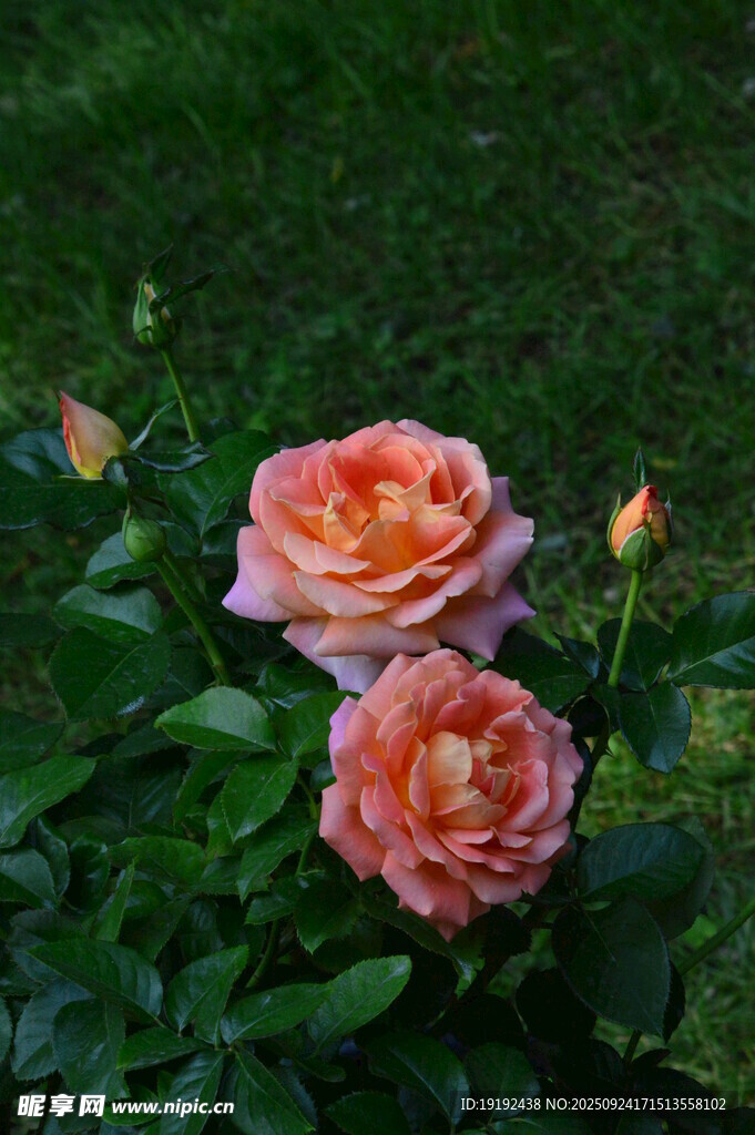 月季花 