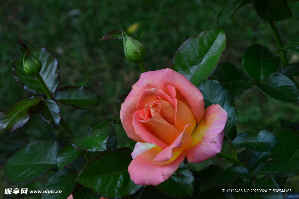 月季花  