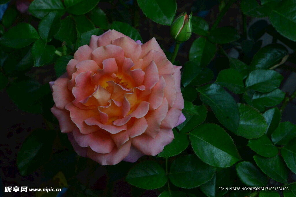 月季花 