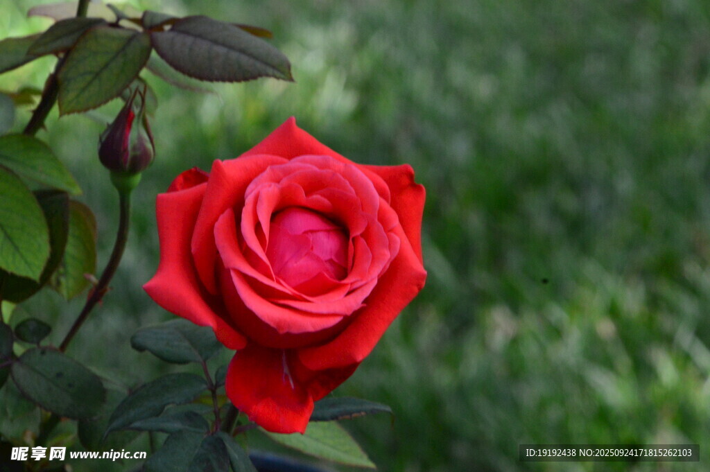 月季花 