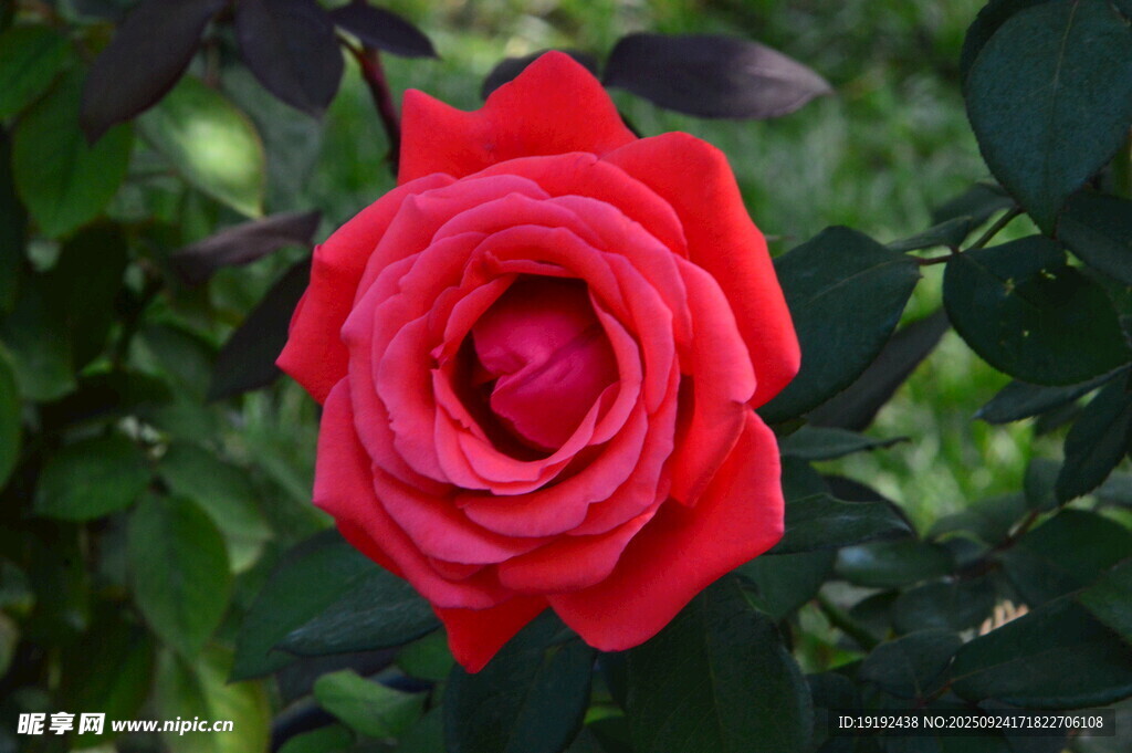 月季花  
