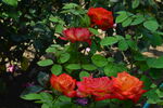 月季花  
