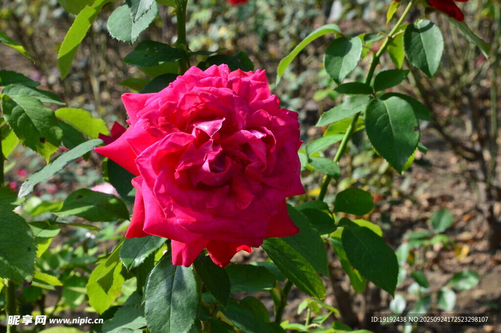 月季花 