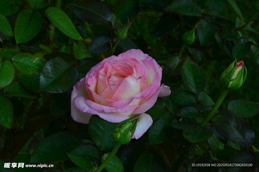 月季花  