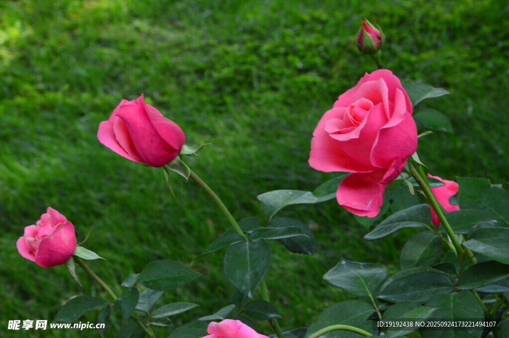 月季花 