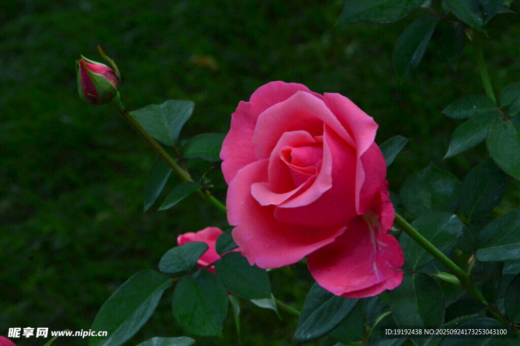 月季花  