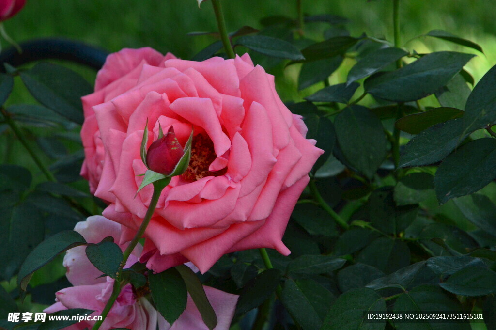 月季花 