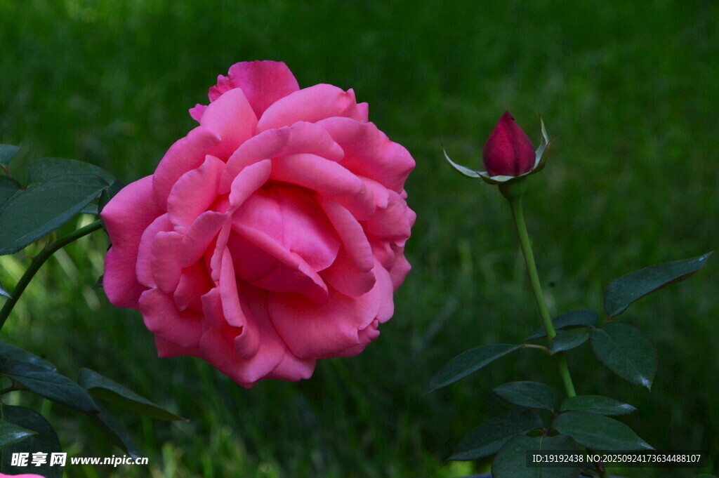 月季花  