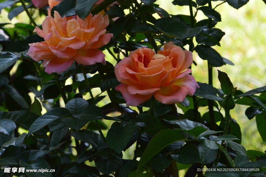 月季花  