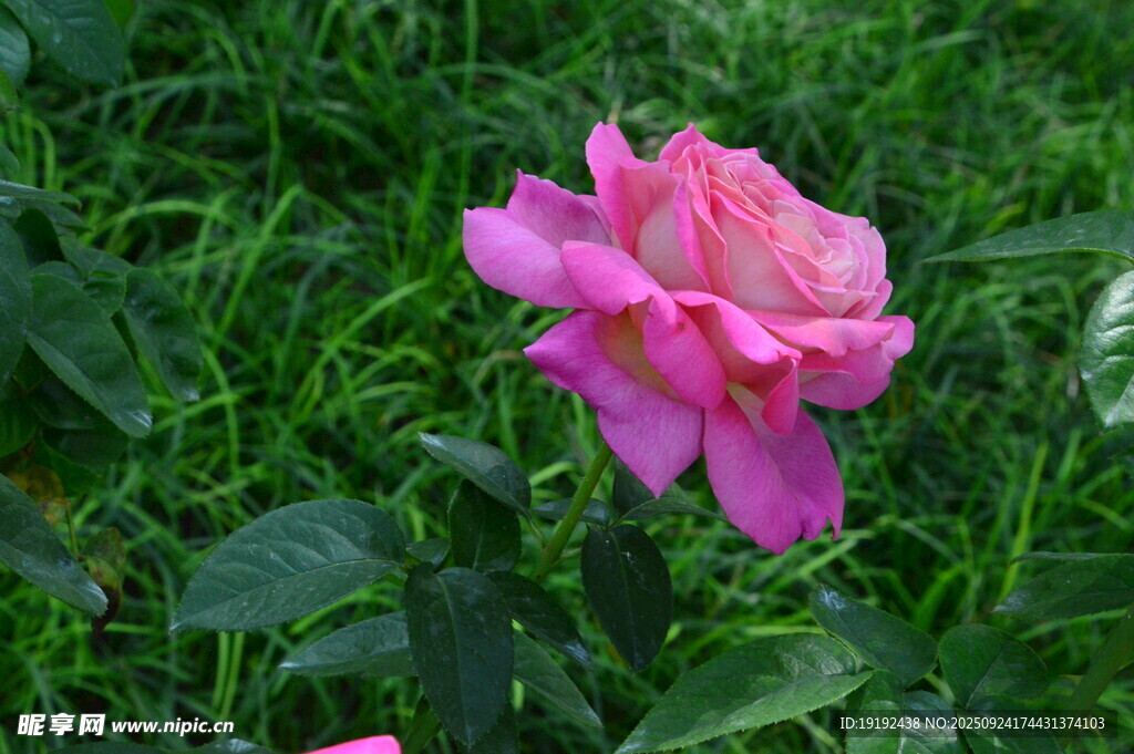 月季花  