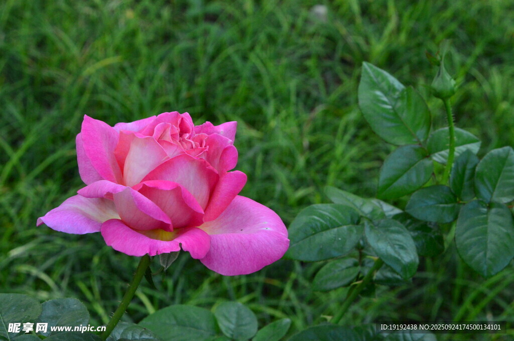 月季花 
