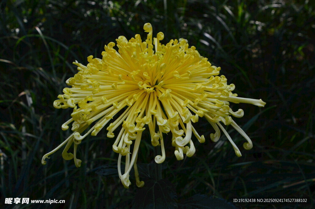 菊花 