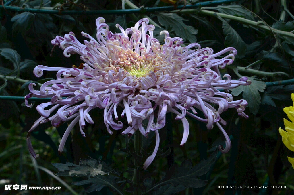 菊花  
