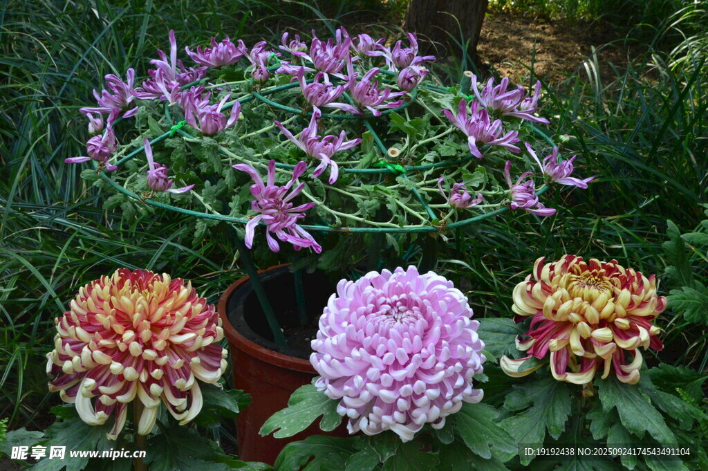 菊花  