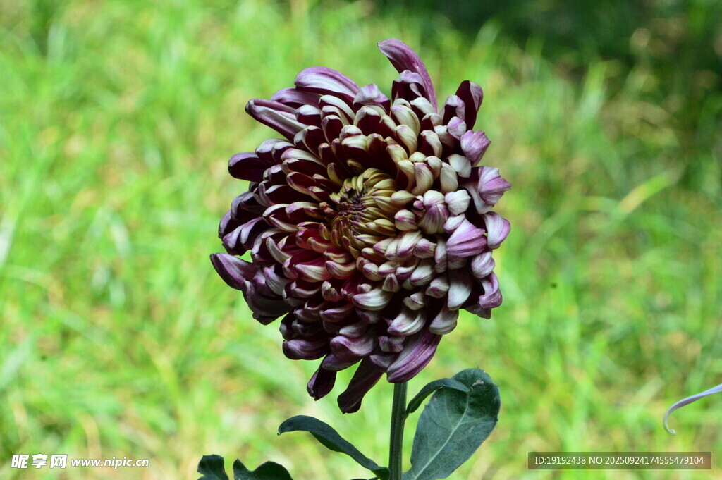 菊花  
