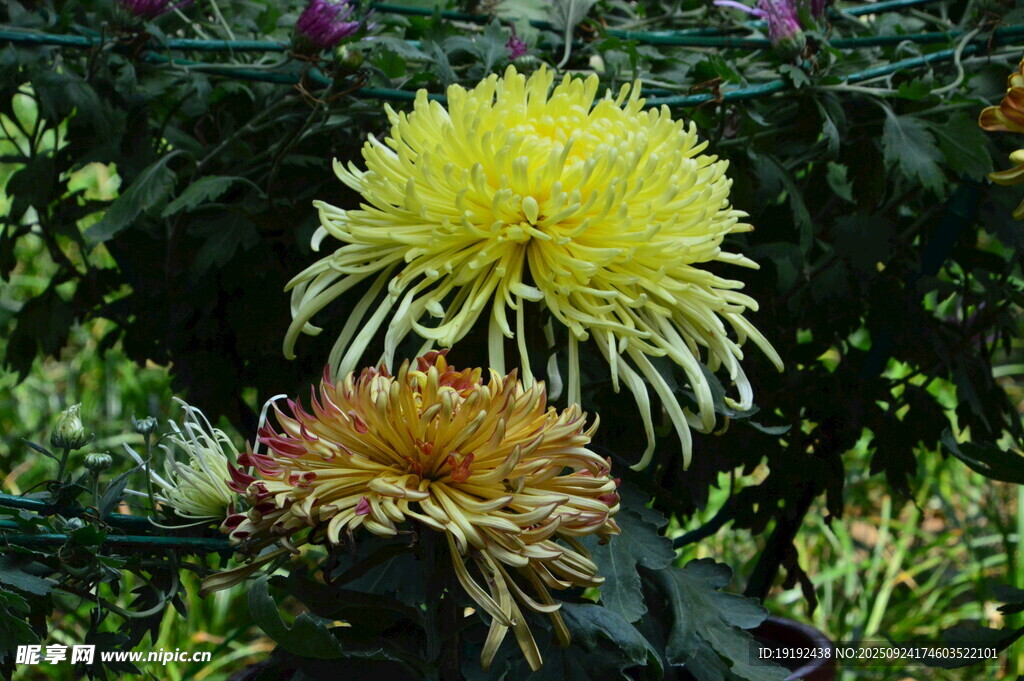 菊花 
