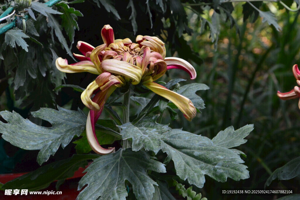 菊花 