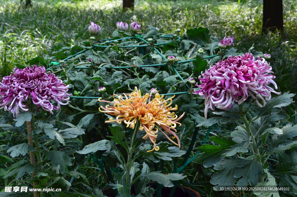 菊花  