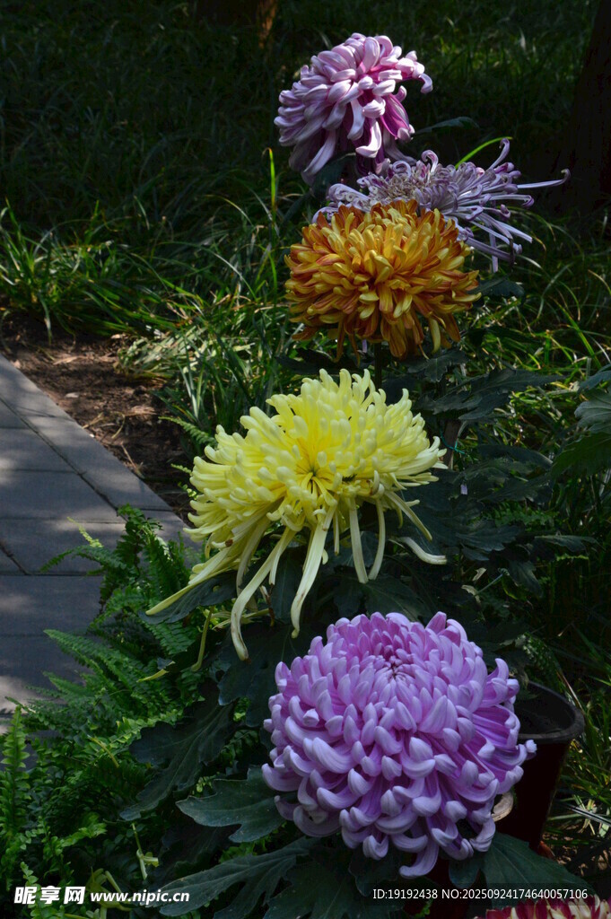 菊花  