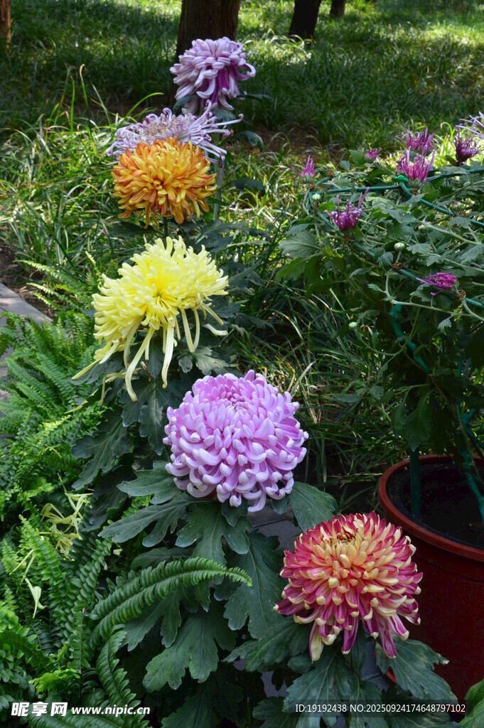 菊花 
