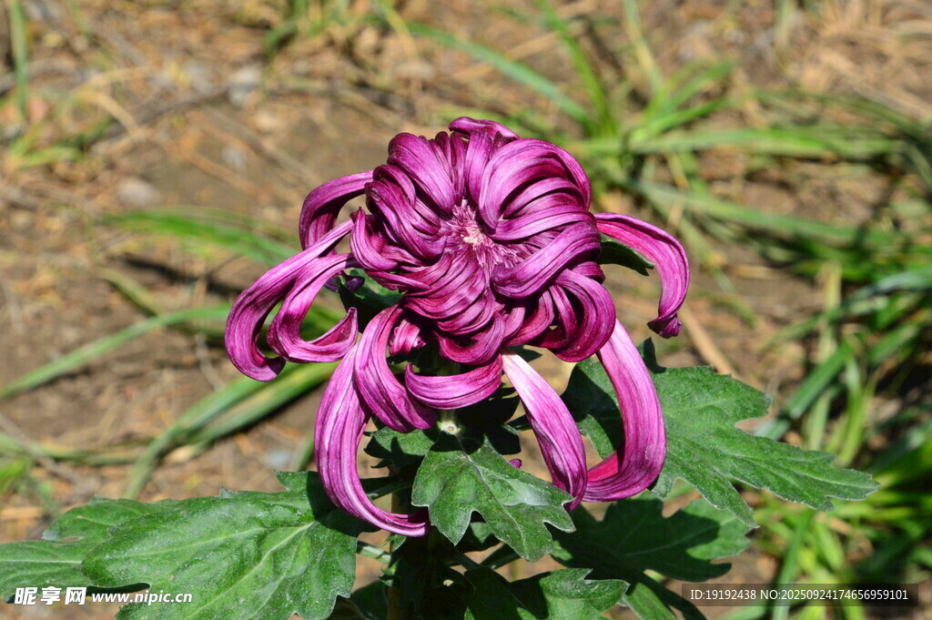 菊花  