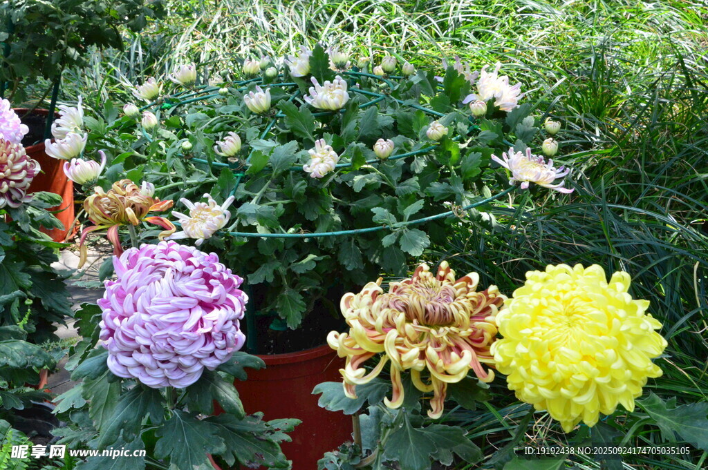 菊花  