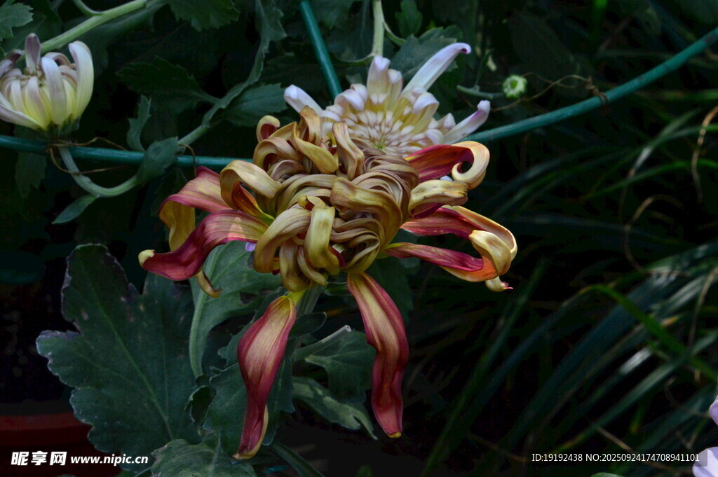 菊花 