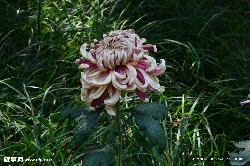 菊花  